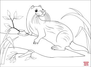 Su Samuru boyama sayfası, Otters coloring page, , otters otter 