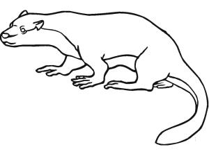 Su Samuru boyama sayfası, Otters coloring page, Su Samuru 13, 