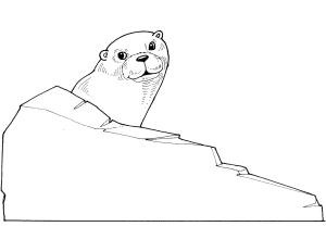 Su Samuru boyama sayfası, Otters coloring page, Garip su samuru, 