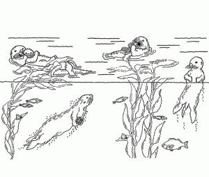 Su Samuru boyama sayfası, Otters coloring page, Yüzen su samurları, 