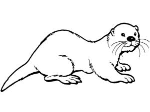 Su Samuru boyama sayfası, Otters coloring page, Su Samuru 16, 