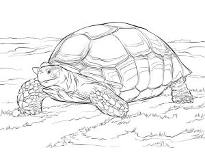 Sürüngenler boyama sayfası,  coloring page, Sulcata Kaplumbağası, 