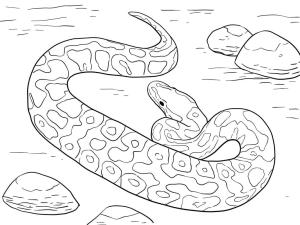 Sürüngenler boyama sayfası,  coloring page, Bir Piton Topu, 