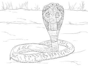 Sürüngenler boyama sayfası,  coloring page, Hint Yılanı, 