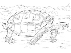 Sürüngenler boyama sayfası,  coloring page, Galápagos Kaplumbağası, 