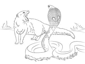 Sürüngenler boyama sayfası,  coloring page, Yılan vs Firavun Faresi, 