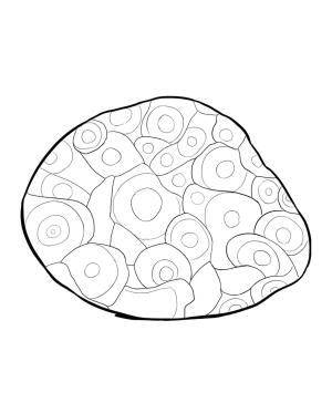 Taş boyama sayfası,  coloring page, Petoskey Taşı, 