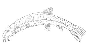 Taş boyama sayfası,  coloring page, Taş Loach, 