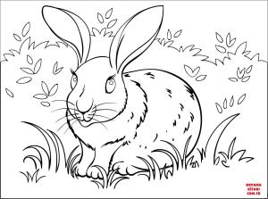 Tavşan boyama sayfası, Rabbits coloring page, , rabbits bunny 