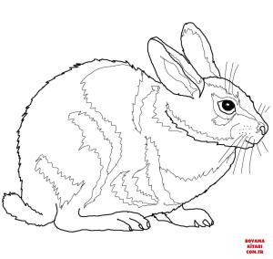 Tavşan boyama sayfası, Rabbits coloring page, , rabbits eastern cottontail rabbit 