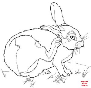 Tavşan boyama sayfası, Rabbits coloring page, , rabbits desert cottontail 