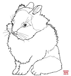 Tavşan boyama sayfası, Rabbits coloring page, , rabbits lionhead rabbit 