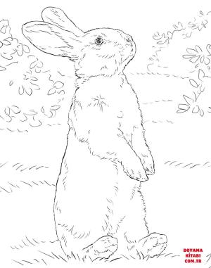 Tavşan boyama sayfası, Rabbits coloring page, , rabbits white rabbit standing on hind legs 