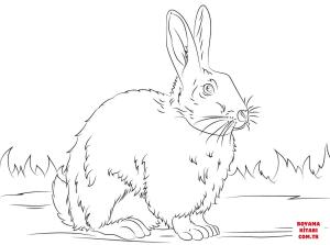 Tavşan boyama sayfası, Rabbits coloring page, , rabbits cute rabbit 