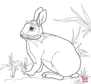 Tavşan boyama sayfası, Rabbits coloring page, , rabbits cottontail marsh rabbit 