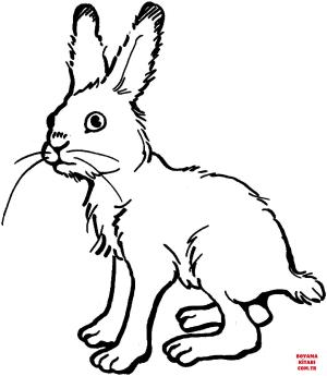 Tavşan boyama sayfası, Rabbits coloring page, , rabbits rabbit 