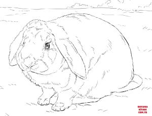 Tavşan boyama sayfası, Rabbits coloring page, , rabbits rabbit 