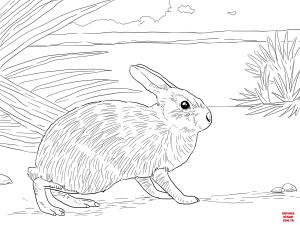 Tavşan boyama sayfası, Rabbits coloring page, , rabbits marsh rabbit 