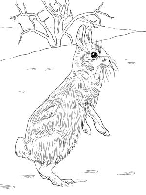 Tavşan boyama sayfası, Rabbits coloring page, , rabbits cottontail jackrabbit standing 