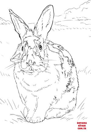 Tavşan boyama sayfası, Rabbits coloring page, , rabbits black and white rabbit 