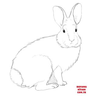 Tavşan boyama sayfası, Rabbits coloring page, , rabbits mountain cottontail rabbit 