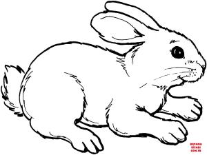 Tavşan boyama sayfası, Rabbits coloring page, , rabbits rabbit 