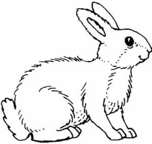 Tavşanlar boyama sayfası,  coloring page, Sevimli Tavşanlar, 