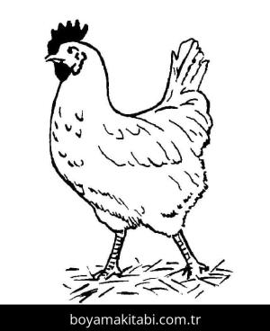 Tavuk boyama sayfası – yaratıcılığı geliştirir, keyifli zaman