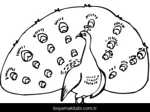 Tavus Kuşu boyama sayfası – okul öncesi, evde etkinlik