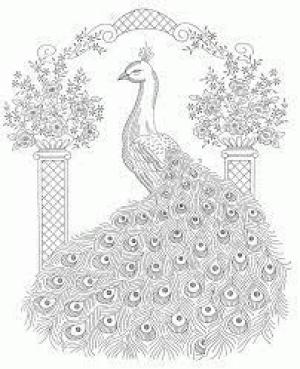 Tavus Kuşu boyama sayfası,  coloring page, Tavus Kuşu 1, 