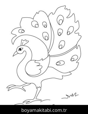 Tavus Kuşu boyama sayfası – yaratıcılığı geliştirir, keyifli zaman