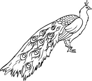 Tavus Kuşu boyama sayfası,  coloring page, Güzel tavus Kuşu, 