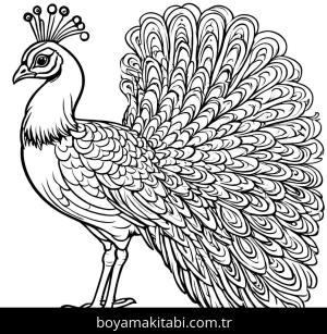 Tavus Kuşu boyama sayfası,  coloring page, popüler, sevimli, ince çizgili