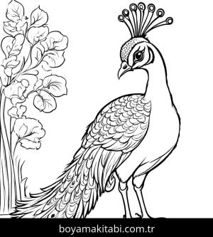 Tavus Kuşu boyama sayfası,  coloring page, çocuklar için, detaylı, şekilli