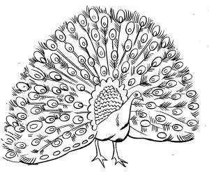 Tavus Kuşu boyama sayfası,  coloring page, Normal Tavus Kuşu, 