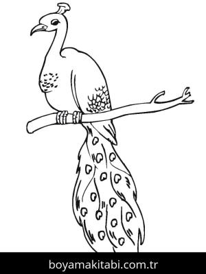 Tavus Kuşu boyama sayfası – boyama çalışması, yaratıcılığı geliştirir