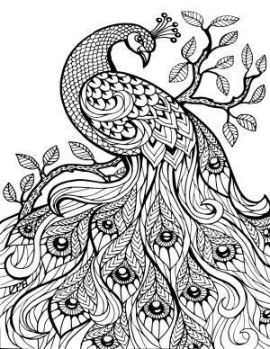 Tavus Kuşu boyama sayfası,  coloring page, Tavuskuşu Sert, 