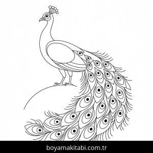 Tavus Kuşu boyama sayfası – kolay boyama, eğitici aktivite