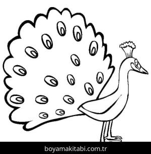 Tavus Kuşu boyama sayfası – renkli çizimler, okul öncesi