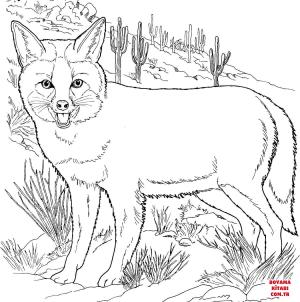 Tilki boyama sayfası, Foxes coloring page, , foxes grey fox 