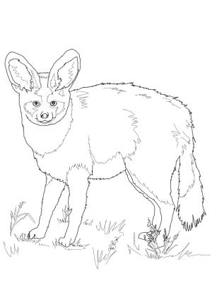 Tilki boyama sayfası, Foxes coloring page, , foxes bat eared fox 