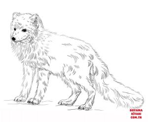 Tilki boyama sayfası, Foxes coloring page, , foxes arctic fox 