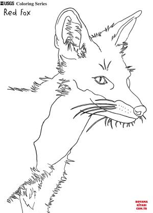 Tilki boyama sayfası, Foxes coloring page, , foxes red fox 