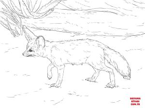 Tilki boyama sayfası, Foxes coloring page, , foxes curious fennec fox 