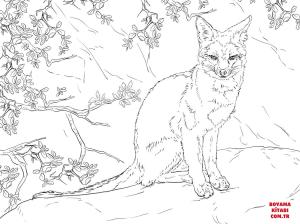 Tilki boyama sayfası, Foxes coloring page, , foxes sitting gray fox 
