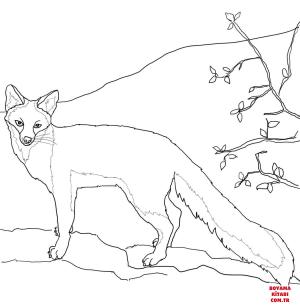 Tilki boyama sayfası, Foxes coloring page, , foxes gray fox 