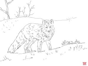 Tilki boyama sayfası, Foxes coloring page, , foxes red fox in snow 