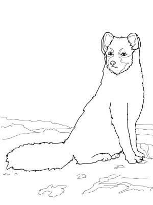 Tilki boyama sayfası, Foxes coloring page, , foxes sitting arctic fox 