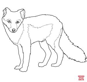 Tilki boyama sayfası, Foxes coloring page, , foxes arctic fox summer coat 