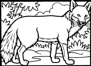 Tilki boyama sayfası, Foxes coloring page, Kızıl Tilki, 